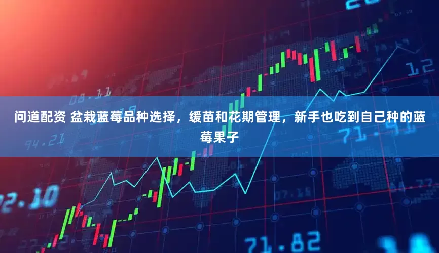 问道配资 盆栽蓝莓品种选择，缓苗和花期管理，新手也吃到自己种的蓝莓果子